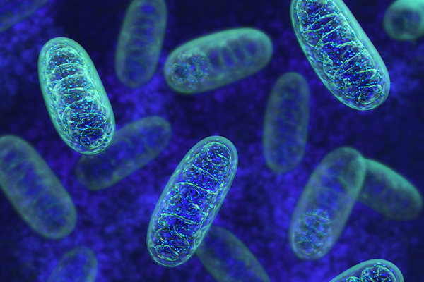 Mitochondrial Disease